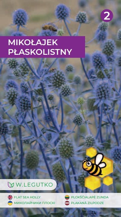 Lamedaleheline ogaputk Eryngium planum seemnete pakend siniste teravate oiepea-isikutega