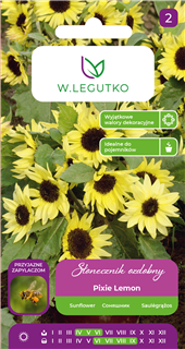 Harilik päevalill madalakasvuline Pixie Lemon Helianthus annuus seemnete pakend helekollaste õitega