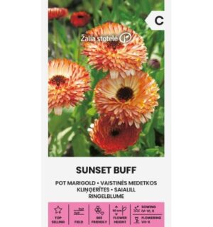 Saialille Sunset Buff seemnepakend kauni üleminekuga oranžide täidisõitega