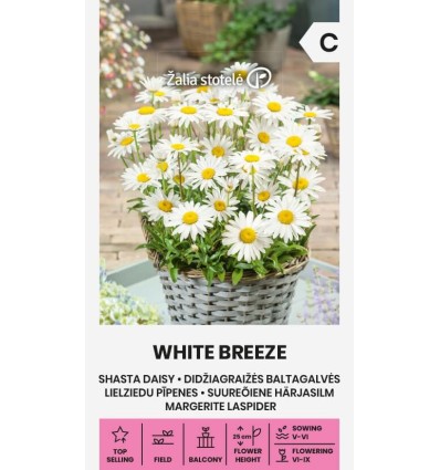 Suureõiene härjasilm White Breeze seemnepakend korvis kasvavate valgete karikakralaadsete õitega